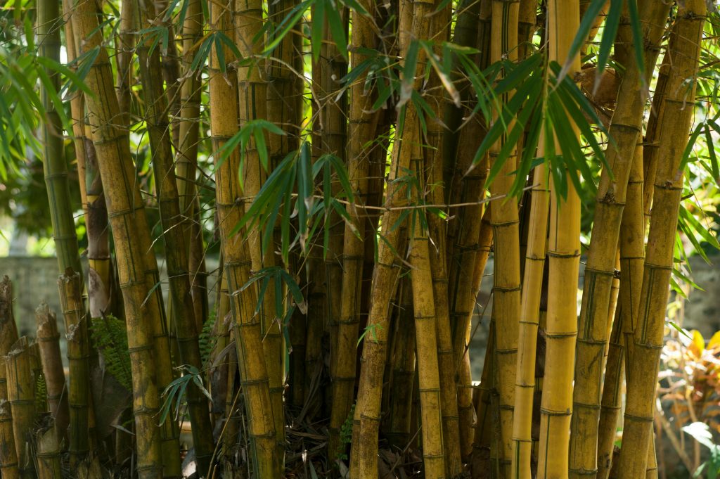 Promoting a Unique Bamboo Guesthouse through Online Marketing