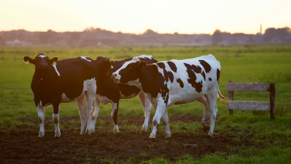 Management and Organising Skills to Grow a Livestock Business