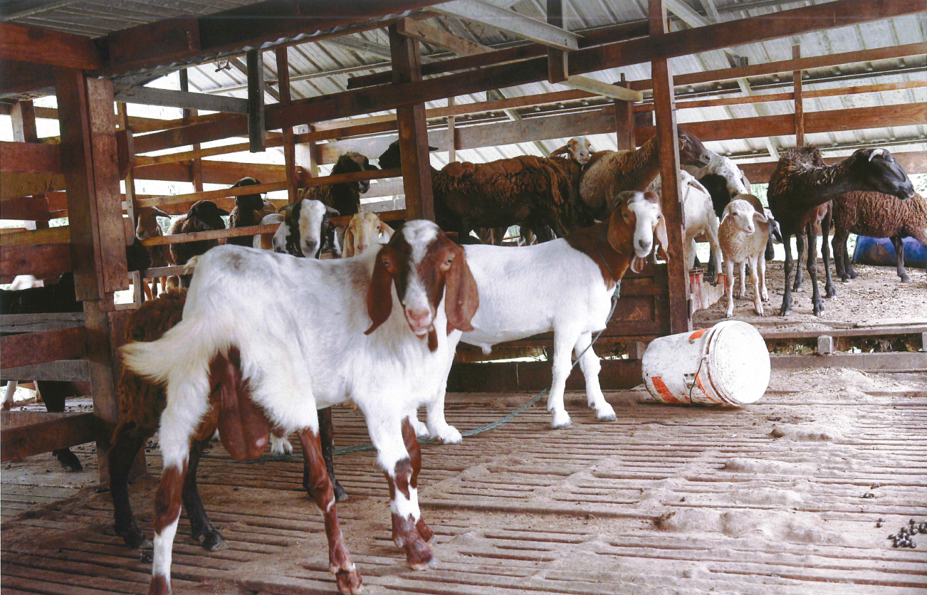 Zulkifli Ariffin's livestock