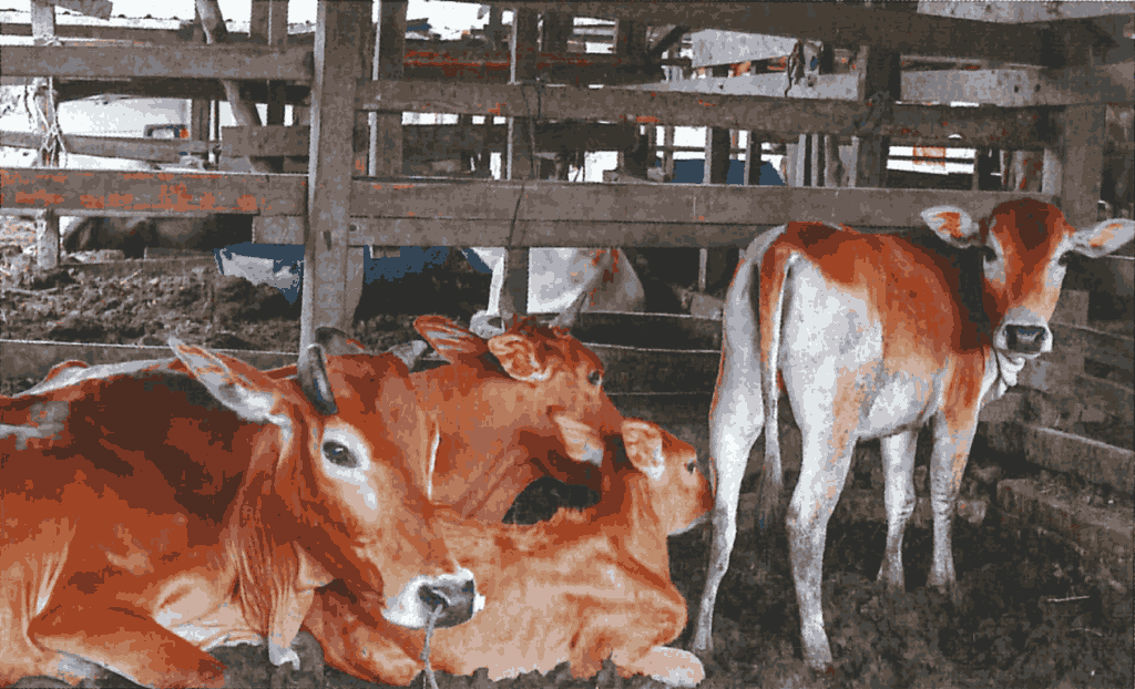 Encik Zulkifli Ariffin livestock business
