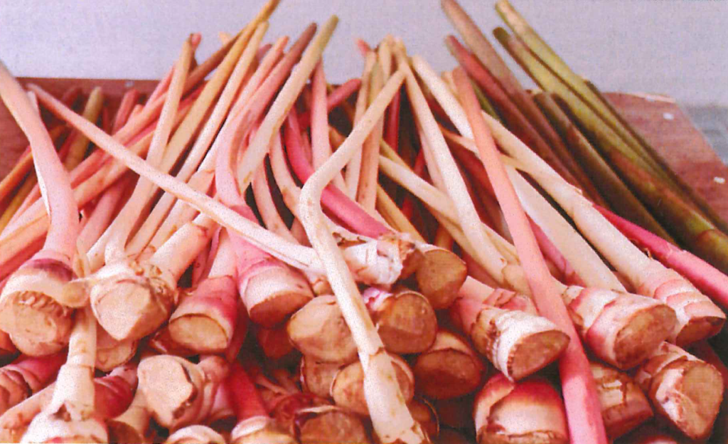 Tuhau known as wild ginger
